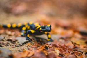 Black salamander with yellow spots